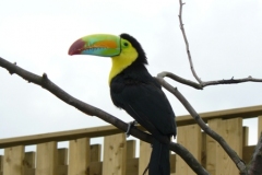 Als eerste zagen we een vogelshow