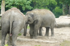 Toen kwam er een olifant met een lange snuit, die blies ons verhaaltje uit...